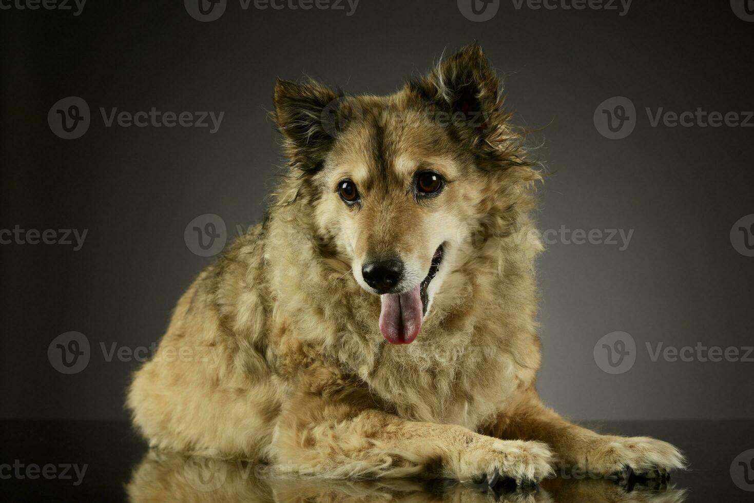 estudio Disparo de un adorable mezclado raza perro foto