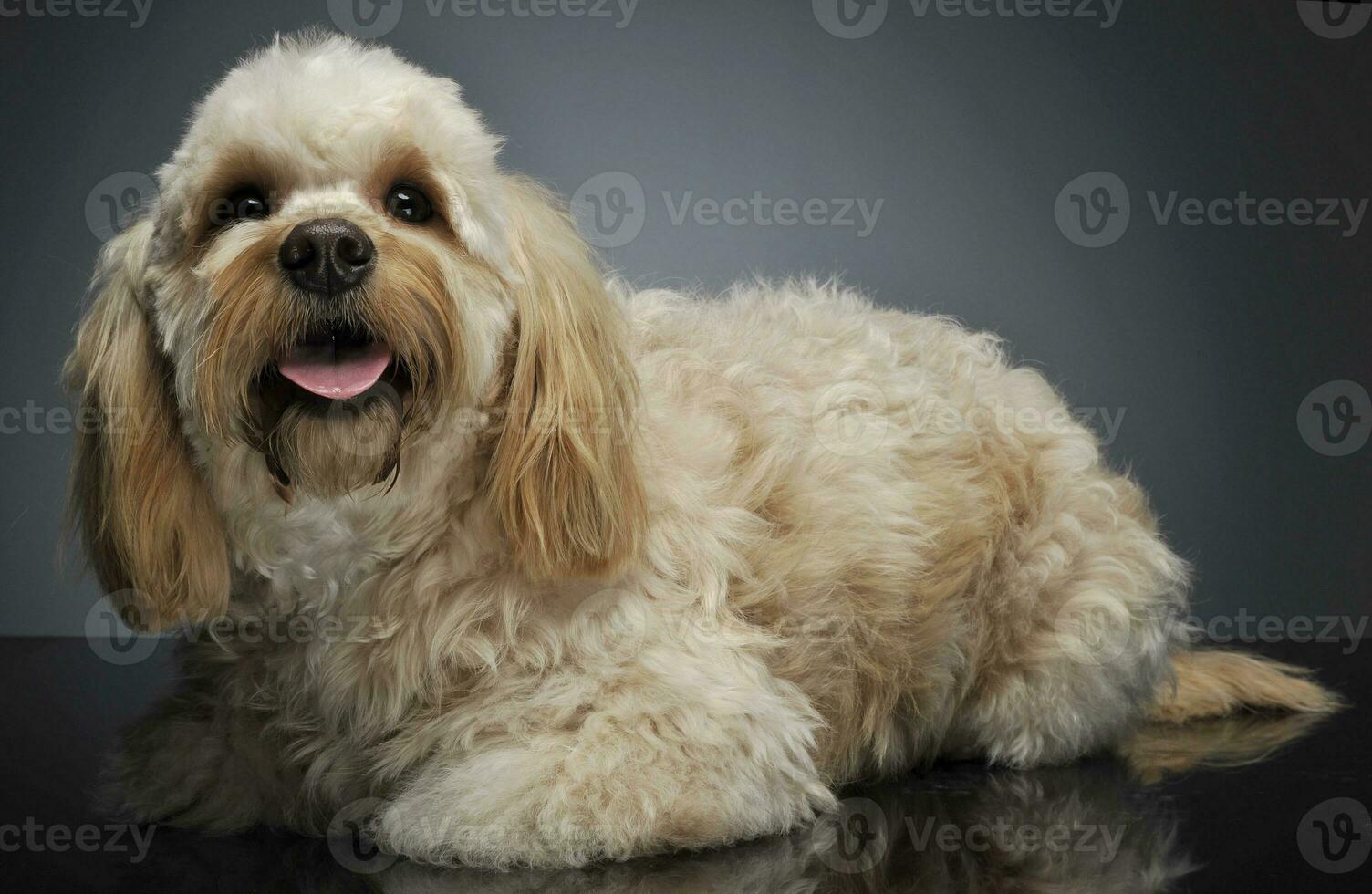 cute havanese lying in dark background studio photo