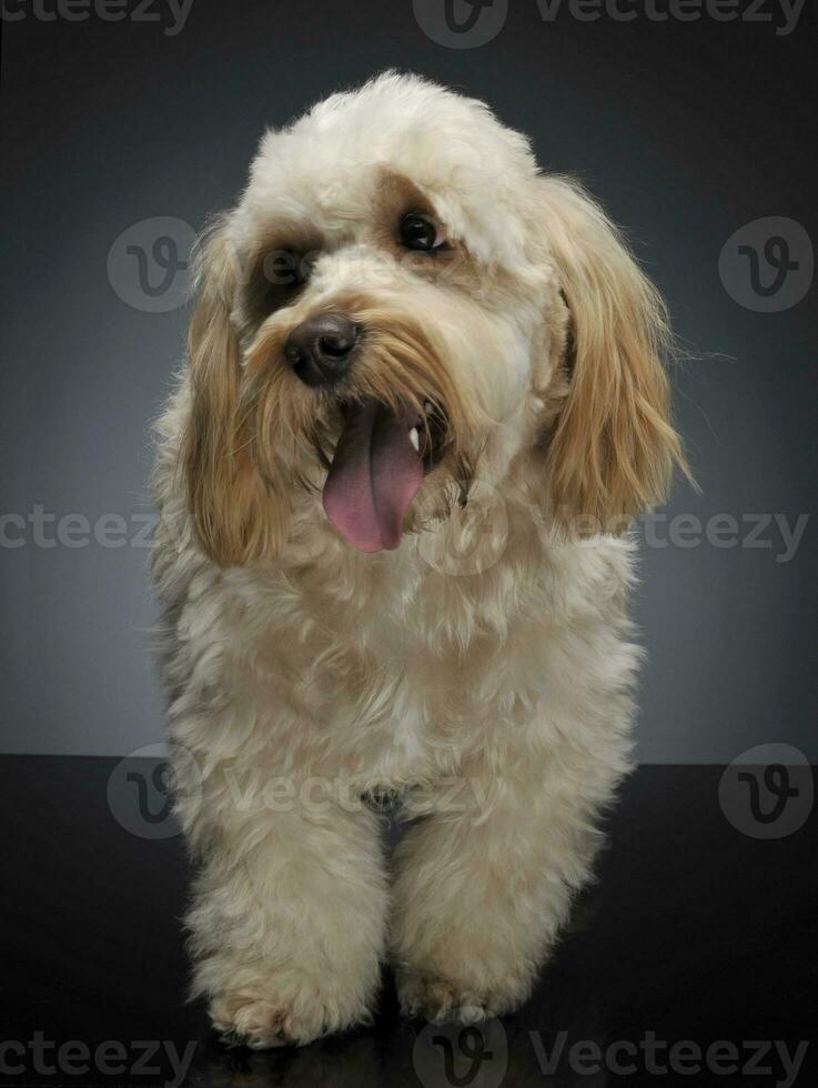 cute havanese staying in dark background studio photo