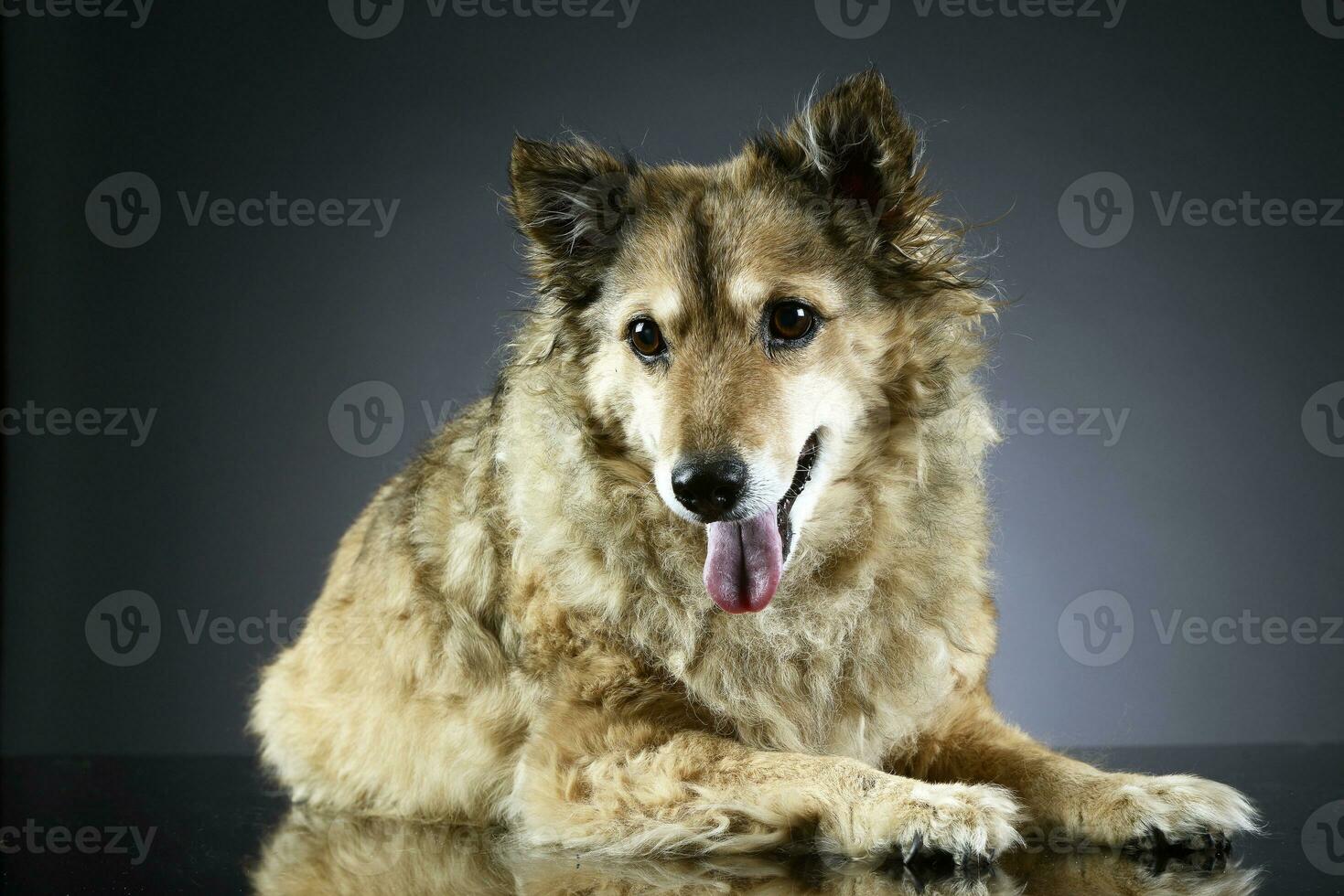 old mixed breed dog in a dark studio photo