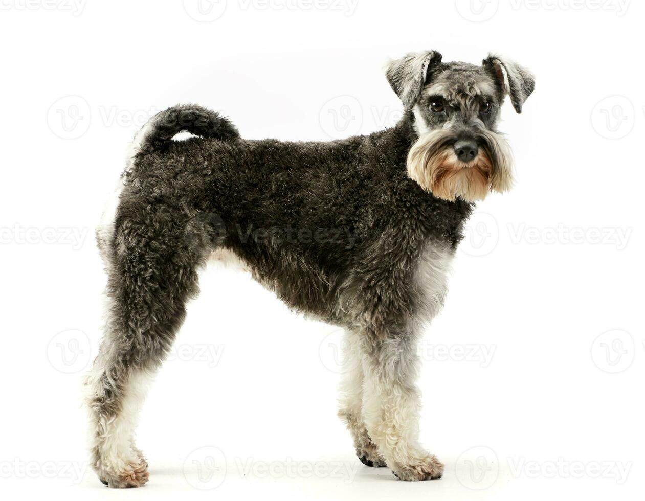 Studio shot of an adorable miniature schnauzer photo