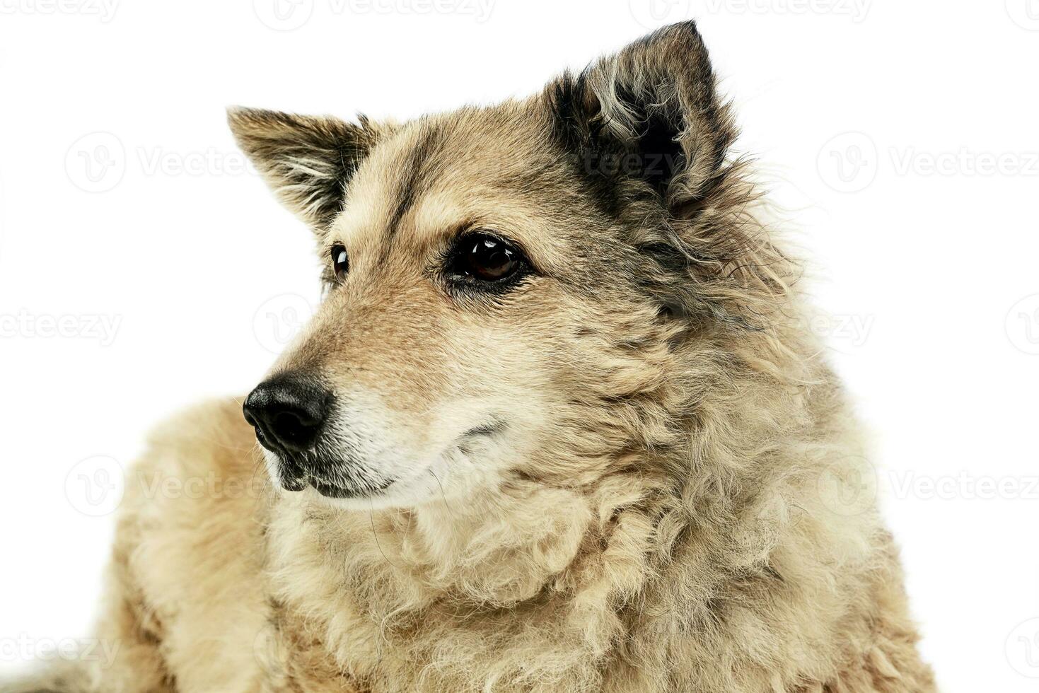 old mixed breed dog in  white studio photo
