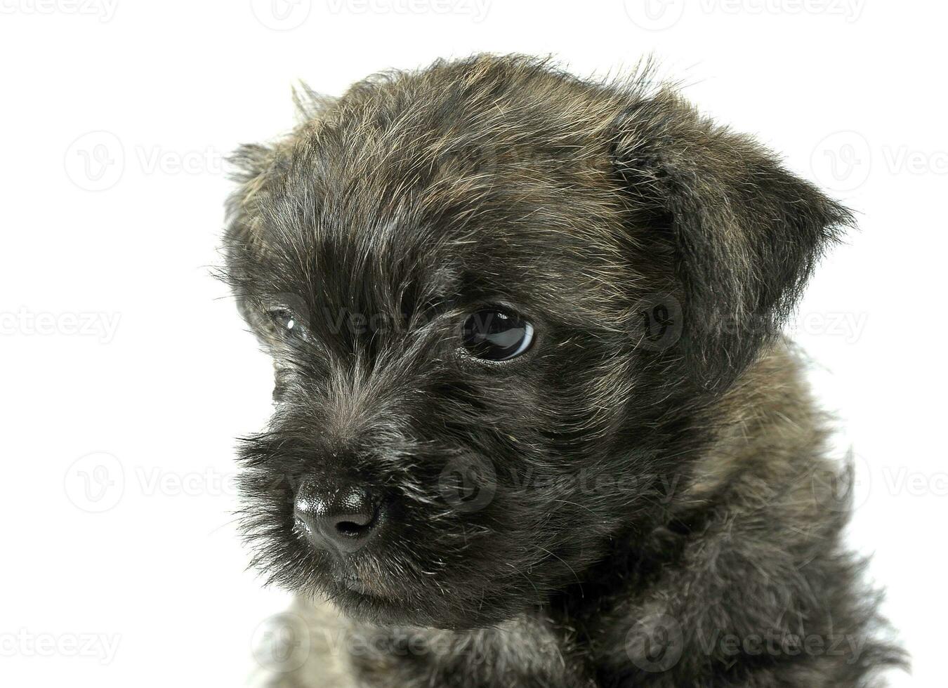 perrito mojón terrier retrato en estudio foto