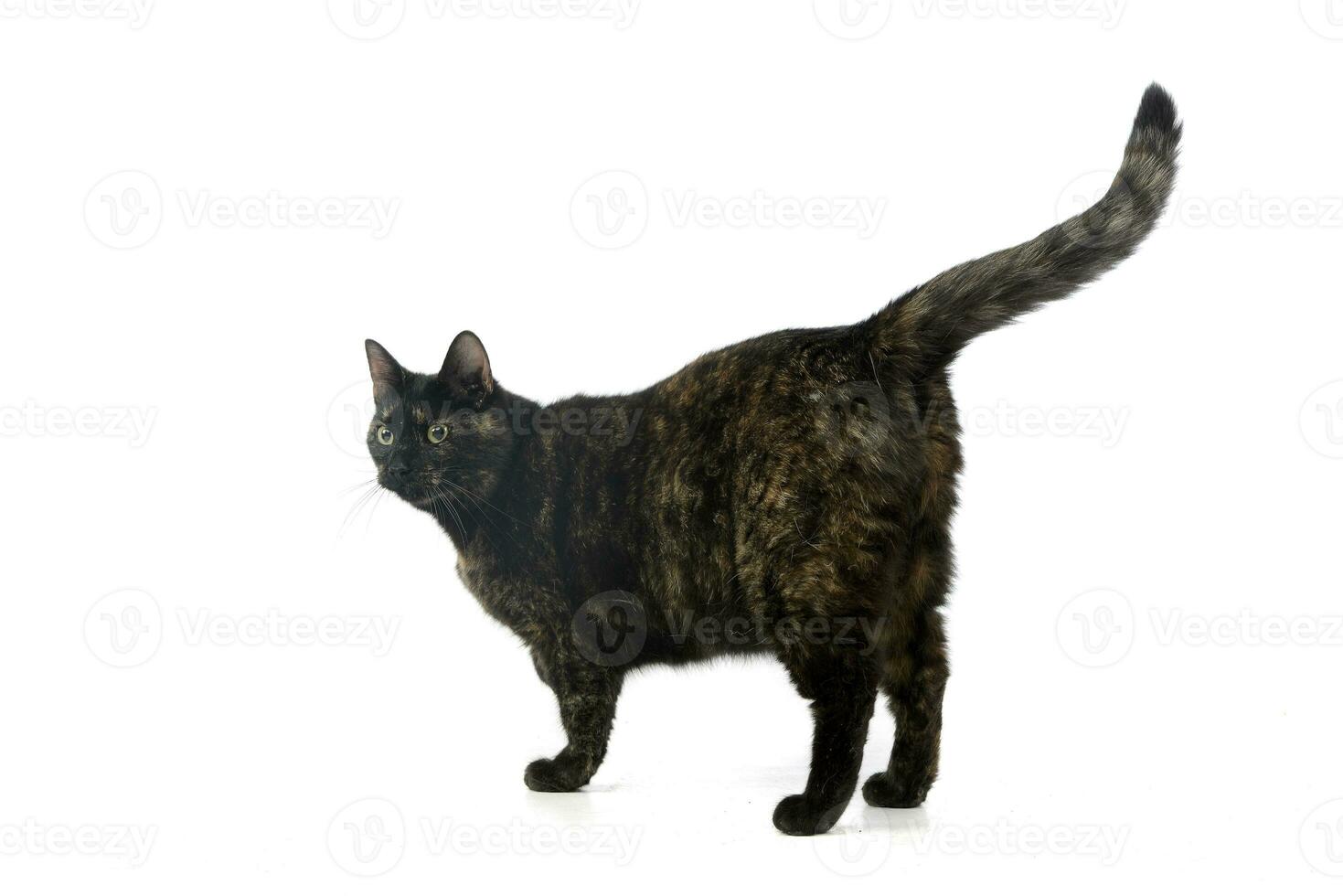 Studio shot of an adorable domestic cat photo