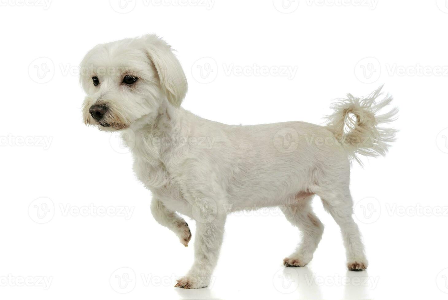 Studio shot of an adorable mixed breed dog photo