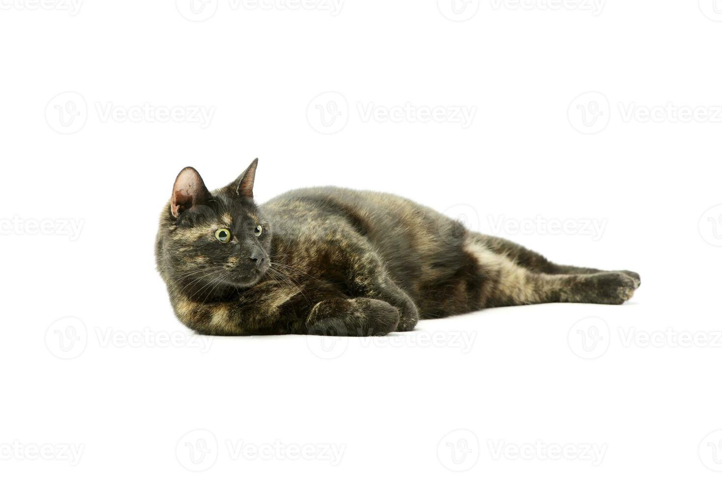 Studio shot of a lovely domestic cat photo