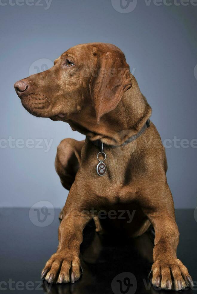 húngaro vizsla mirando oblicuo en oscuro antecedentes foto