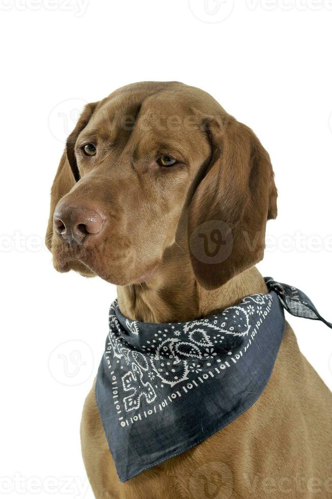 Portrait of an adorable magyar vizsla with blue kerchief looking curiously photo