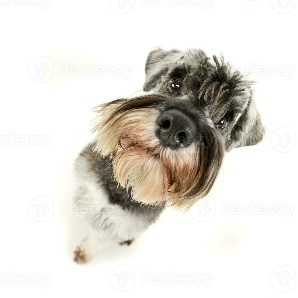 Wide angle portrait of an adorable miniature schnauzer photo