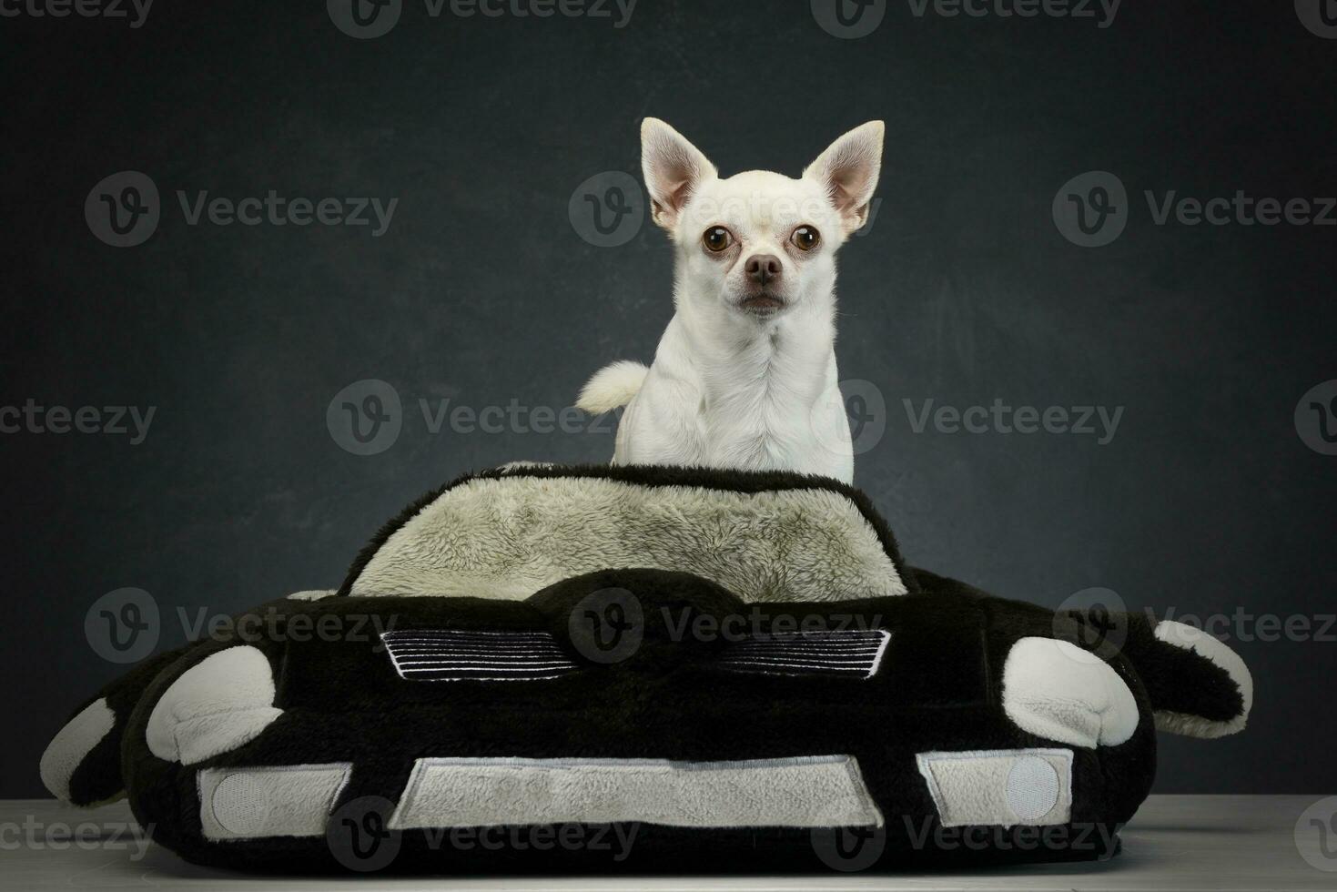 Studio shot of white Chihuahua photo