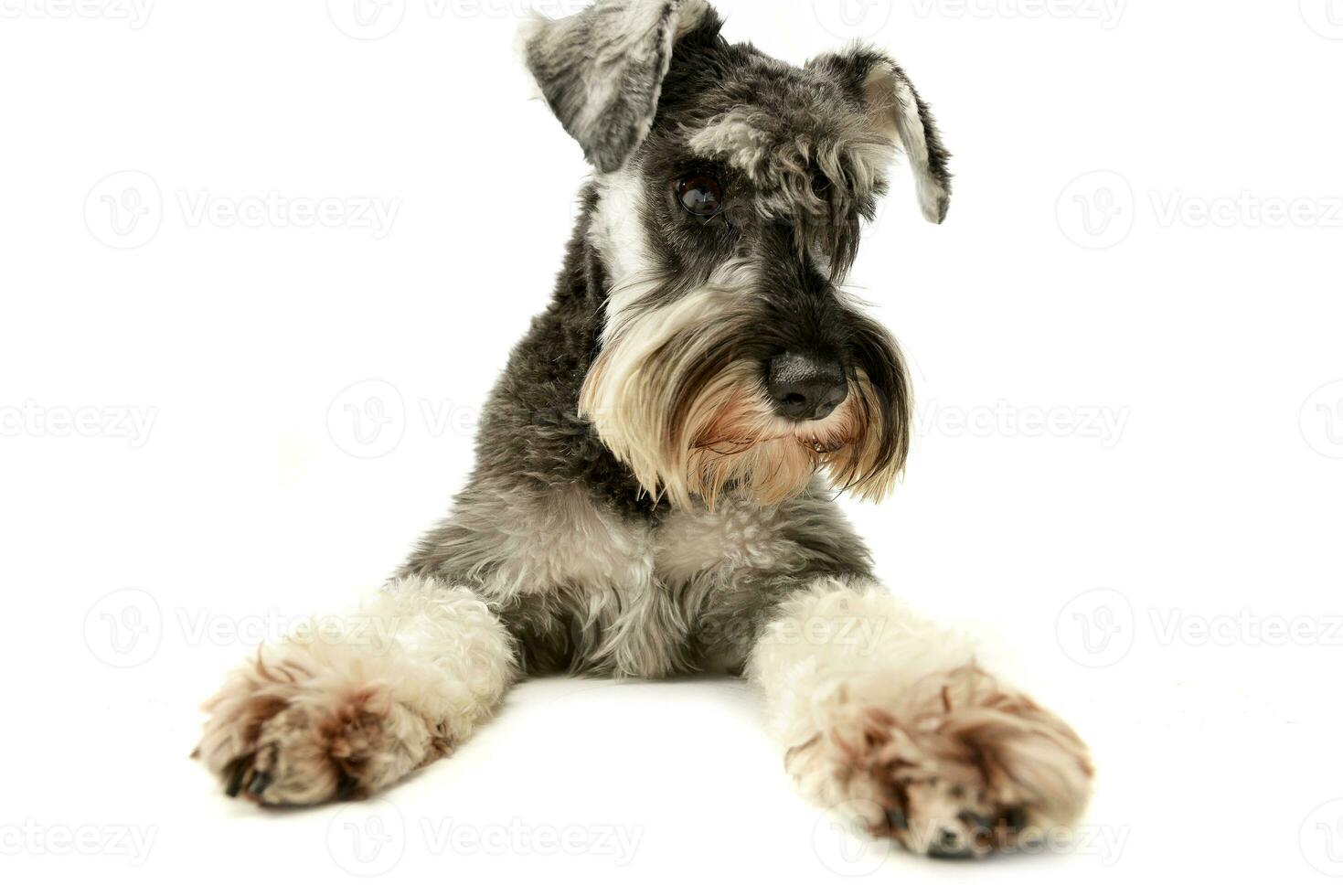 Studio shot of an adorable miniature schnauzer photo