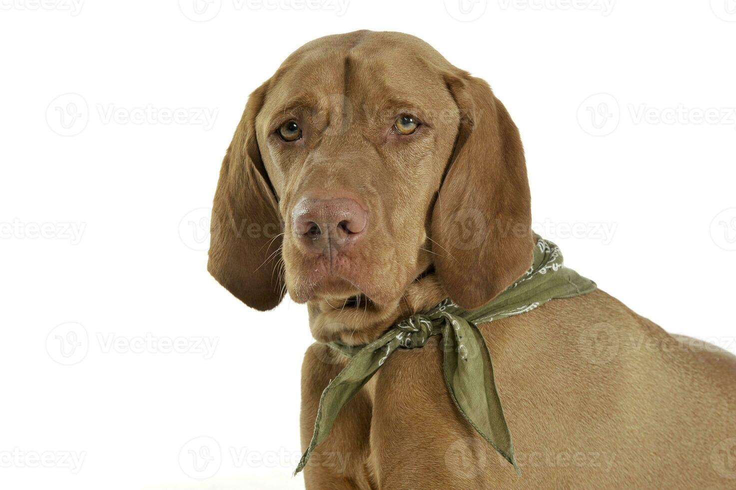 Portrait of an adorable magyar vizsla with green kerchief looking sad photo