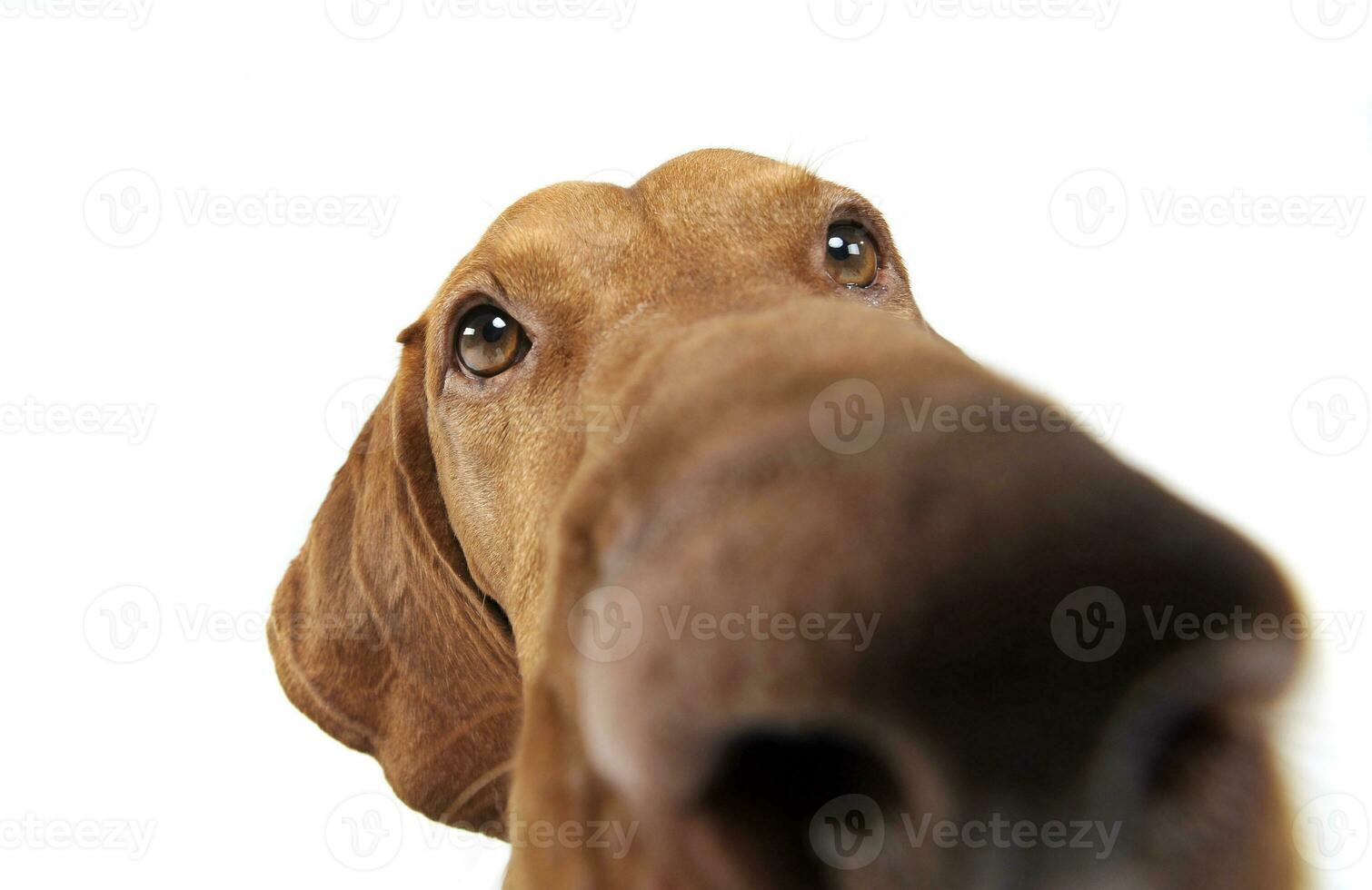 Hungarian vizsla waching in white background photo