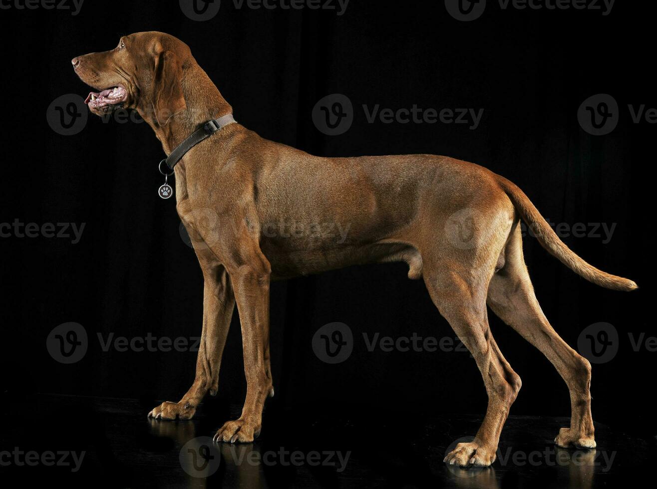 Hungarian vizsla standing in black background photo