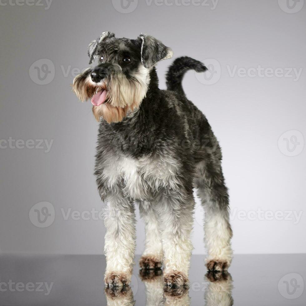 Studio shot of an adorable miniature schnauzer photo