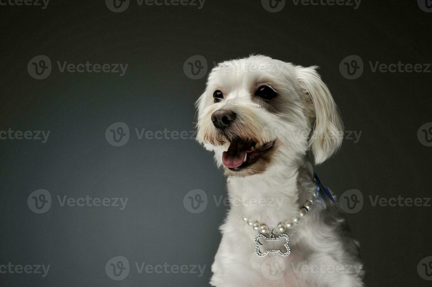 retrato de un adorable mezclado raza perro foto