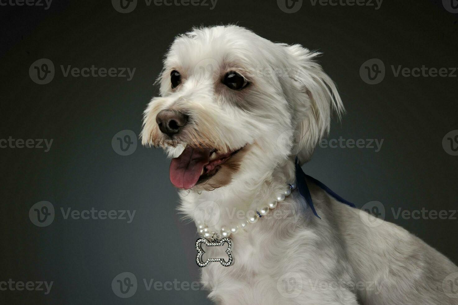 Portrait of an adorable mixed breed dog photo