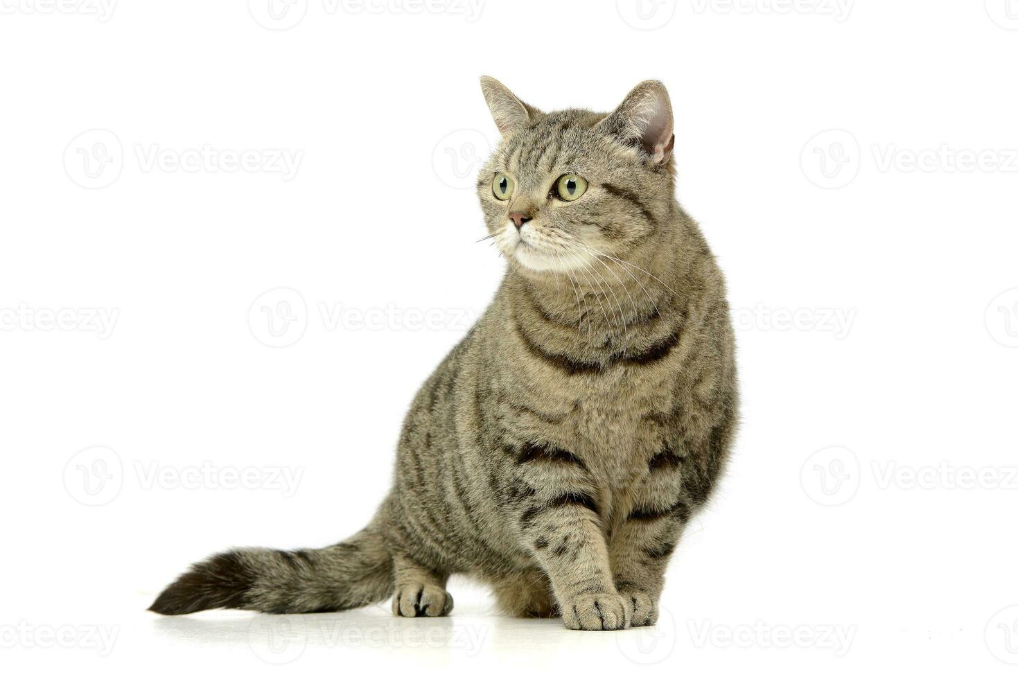 Studio shot of an adorable tabby cat photo