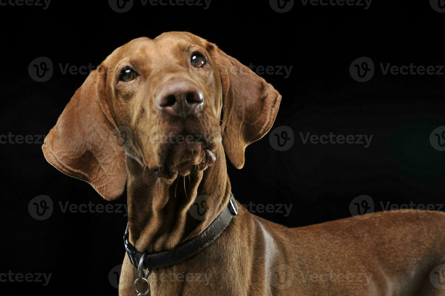 Hungarian vizsla portrait in black background photo