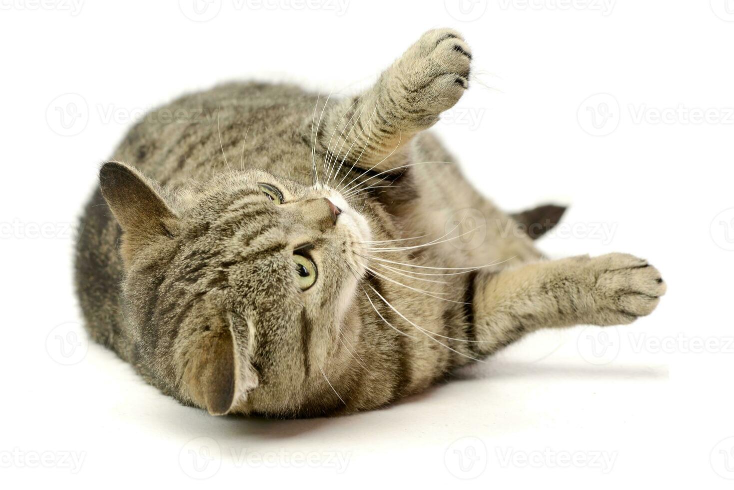 Studio shot of an adorable tabby cat photo