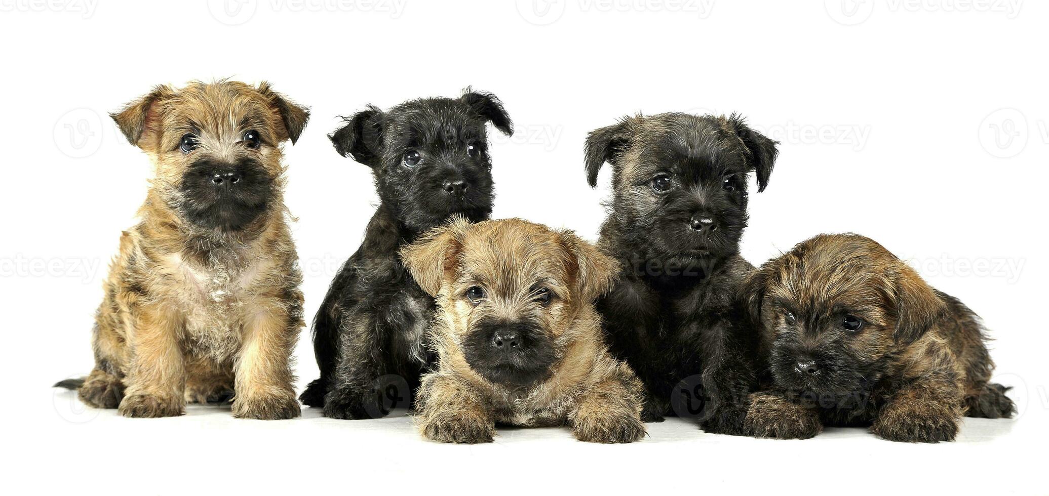 group of puppy cairn terrier's are on white photo