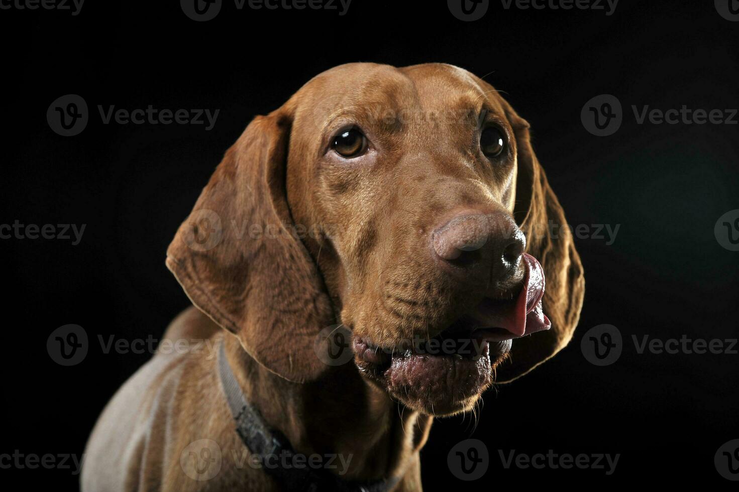 Hungarian vizsla portrait in black background 30014715 Stock Photo at