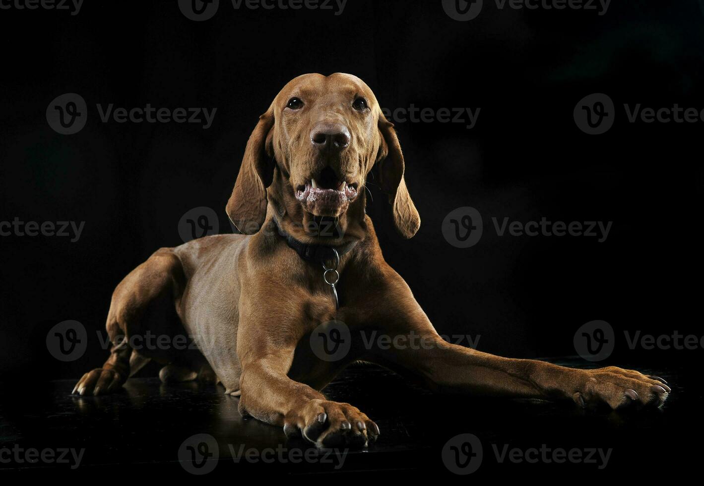 Hungarian vizsla relaxing in black background photo