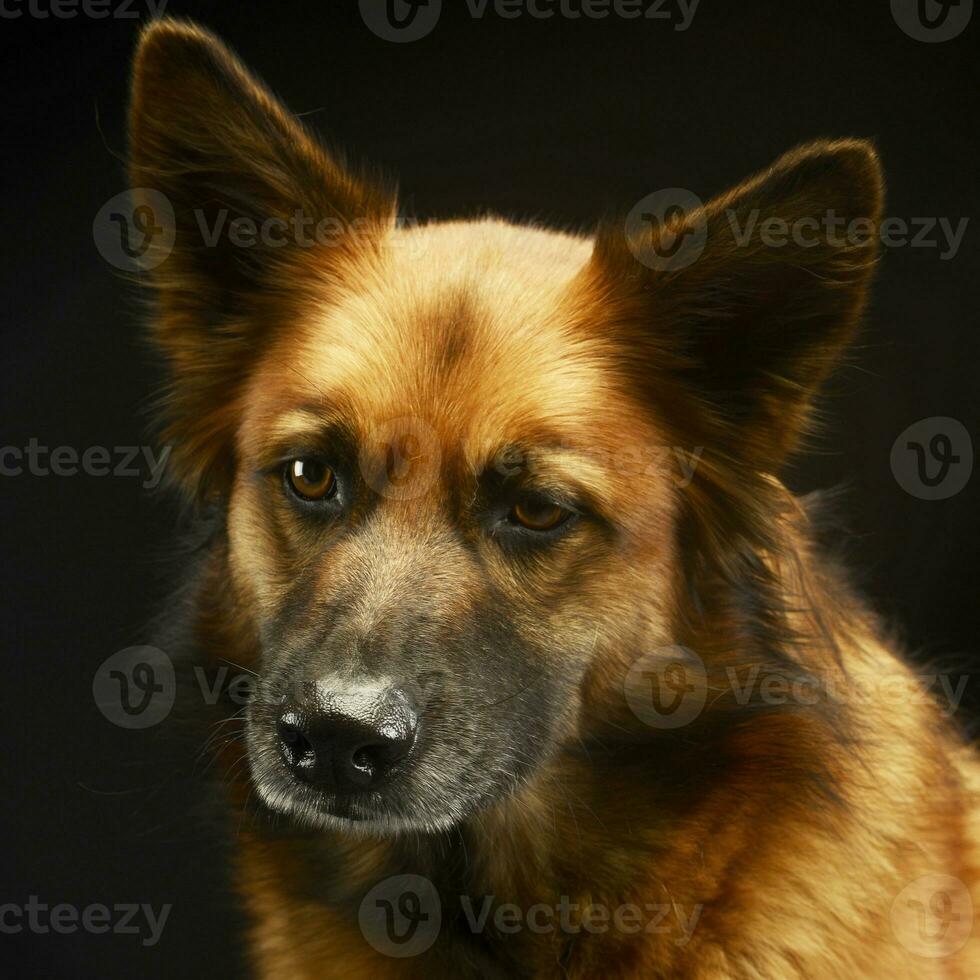 mixed breed dog in black background studio photo