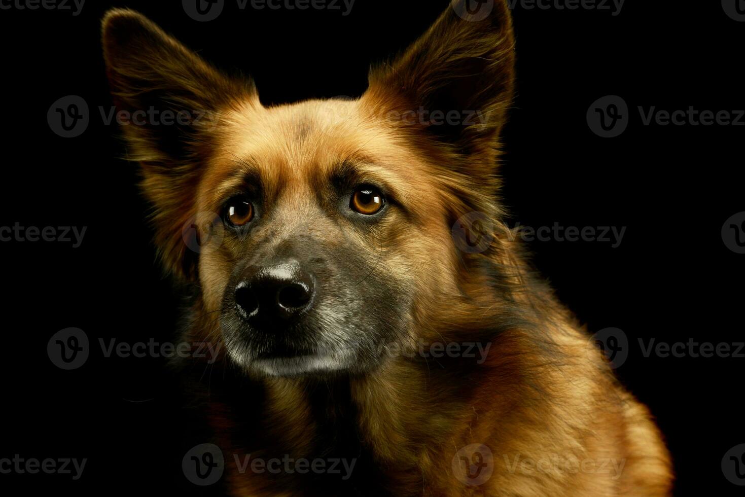 retrato de un adorable mezclado raza perro foto