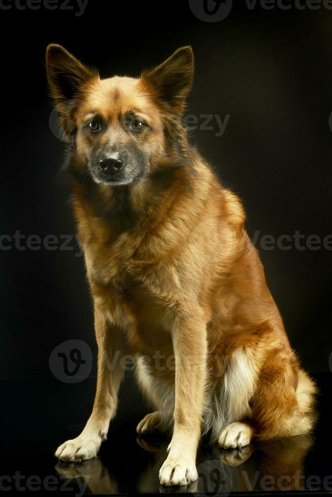 mixed breed dog in black background studio photo
