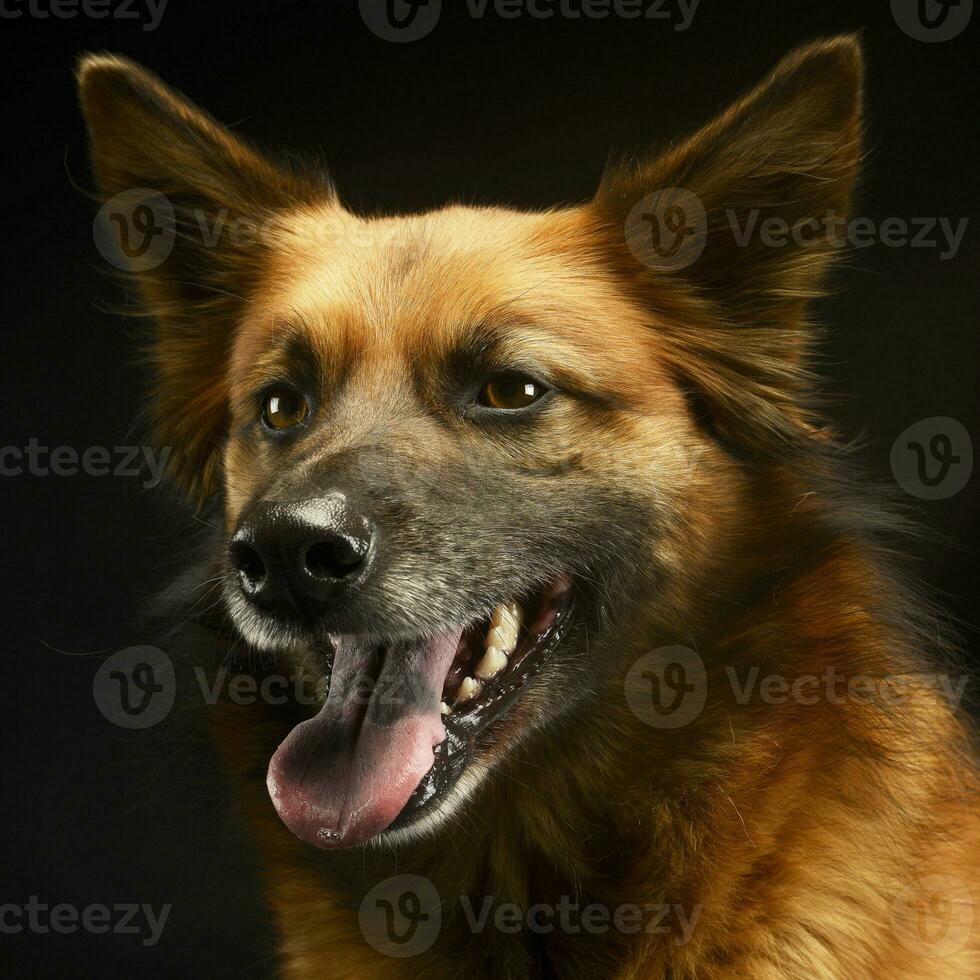 mixed breed dog in black background studio photo