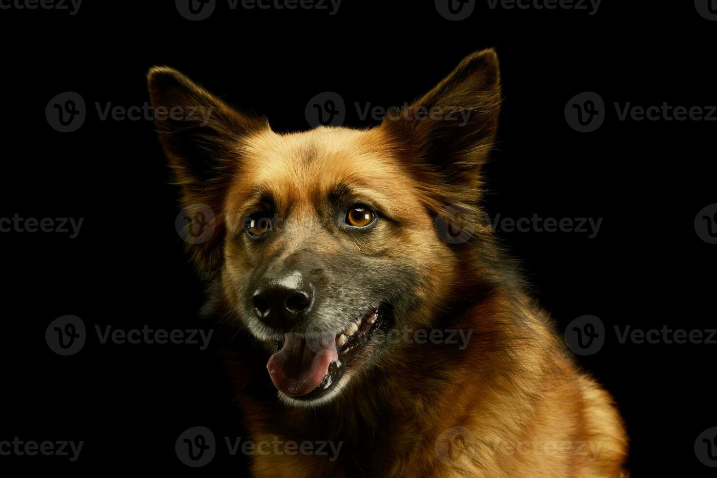 Portrait of an adorable mixed breed dog photo