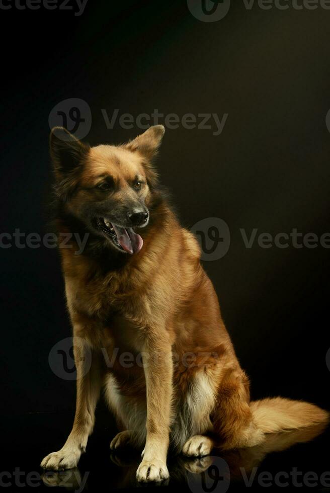 Studio shot of an adorable mixed breed dog photo