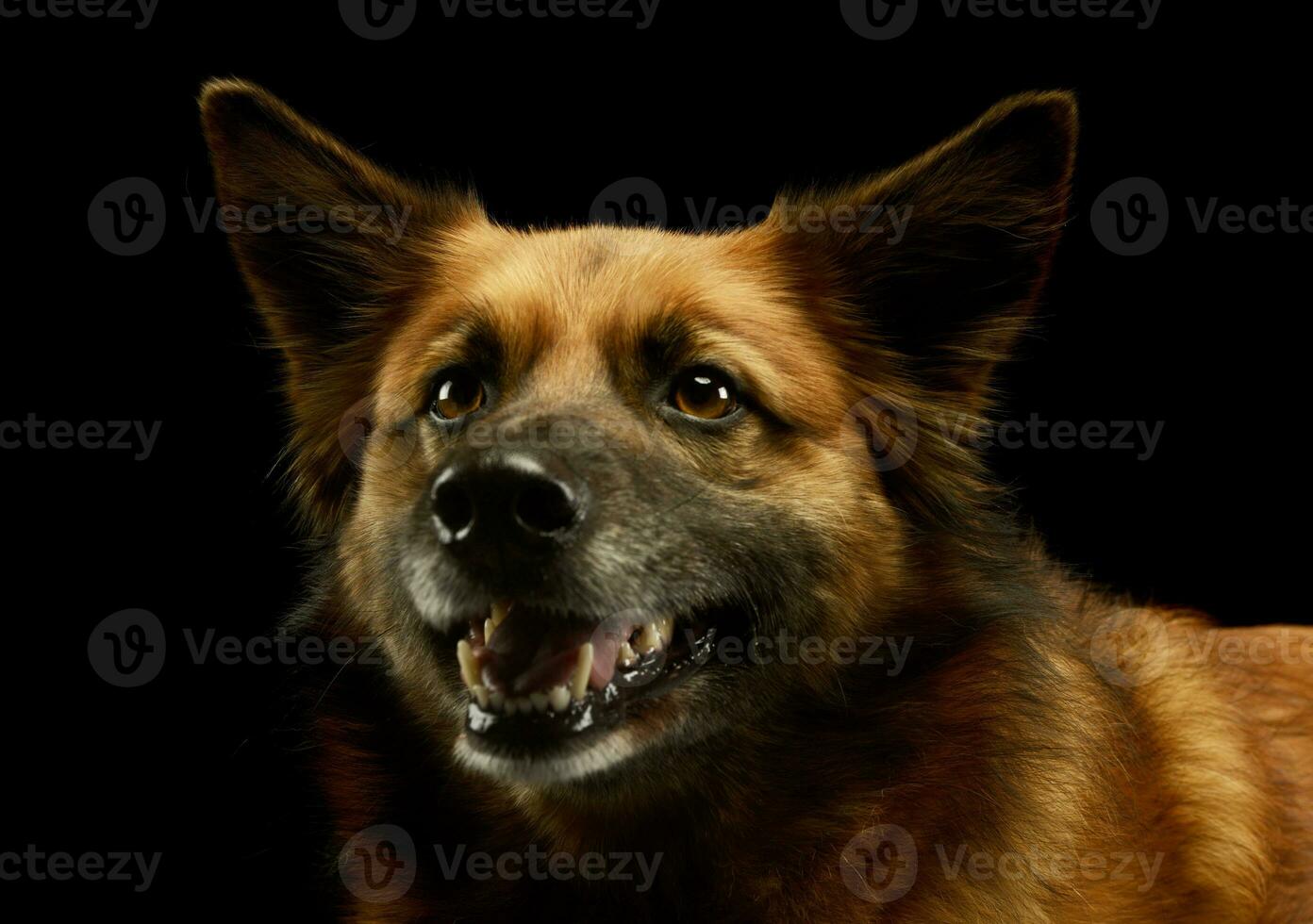 Portrait of an adorable mixed breed dog photo