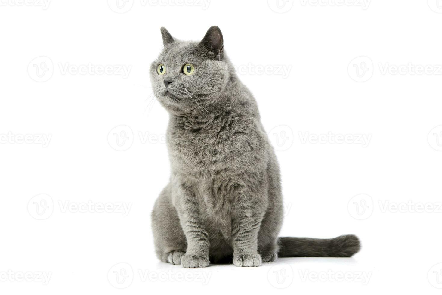 Studio shot of a lovely british cat photo