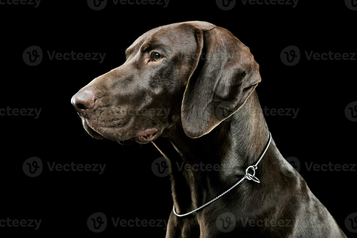 Studio headshot of a lovely deutsch kurzhaar photo