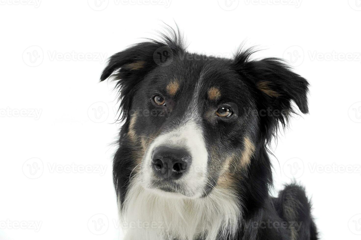 Portrait of an adorable shepherd dog looking curiously at the camera photo