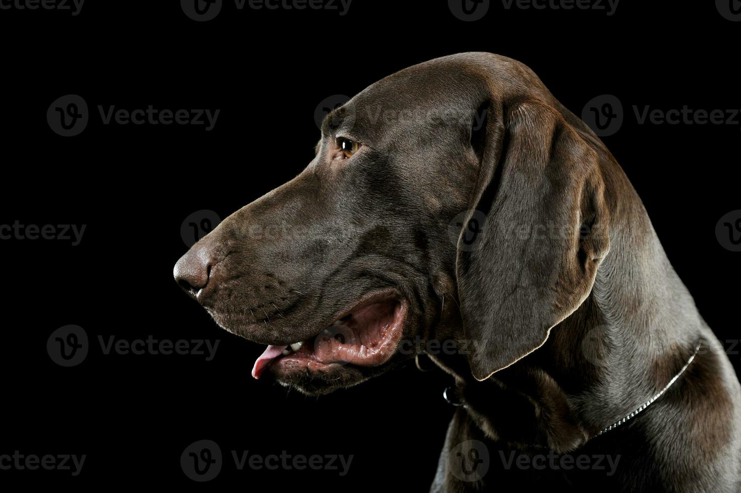 Studio headshot of a lovely deutsch kurzhaar photo