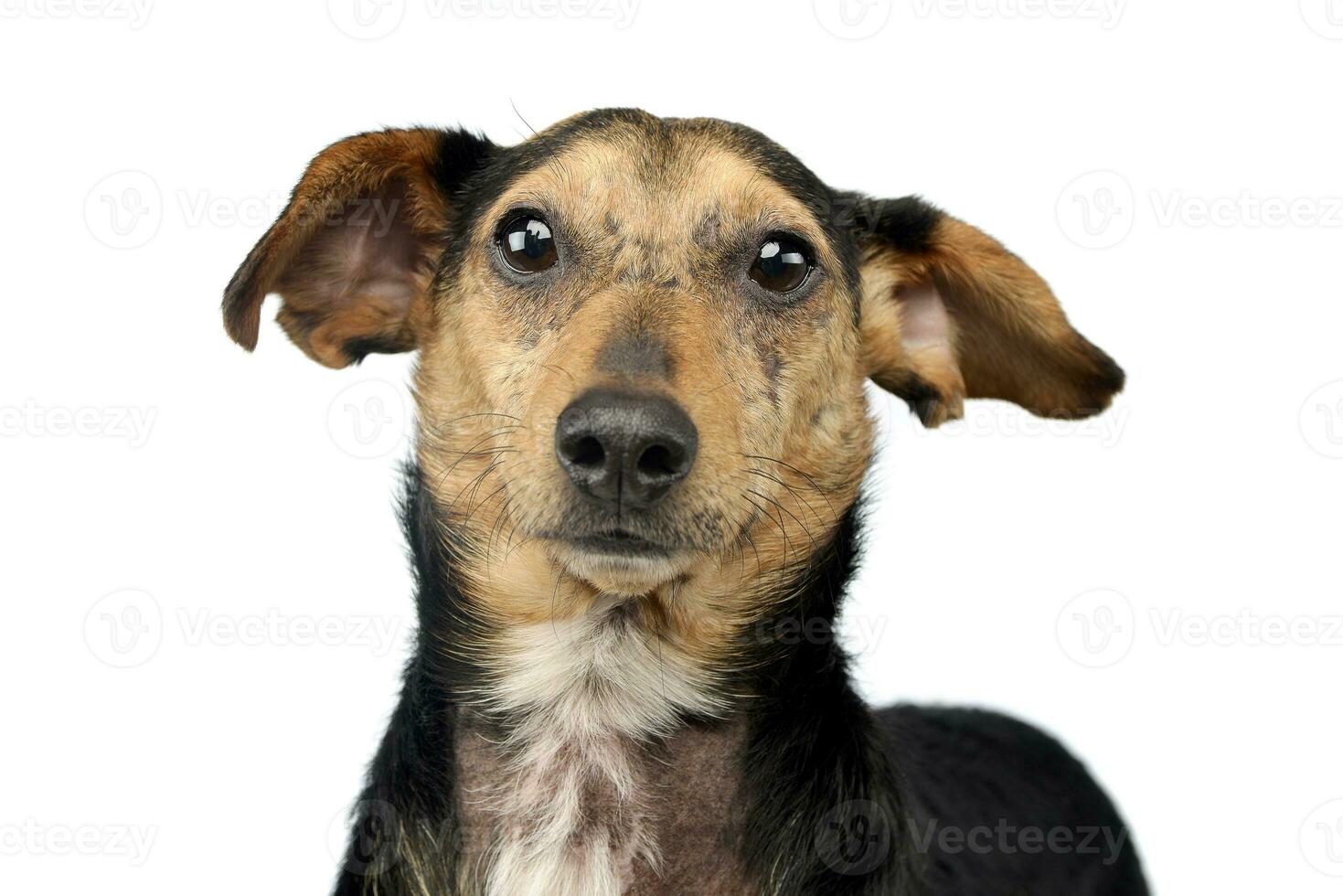 Portrait of an adorable mixed breed dog photo