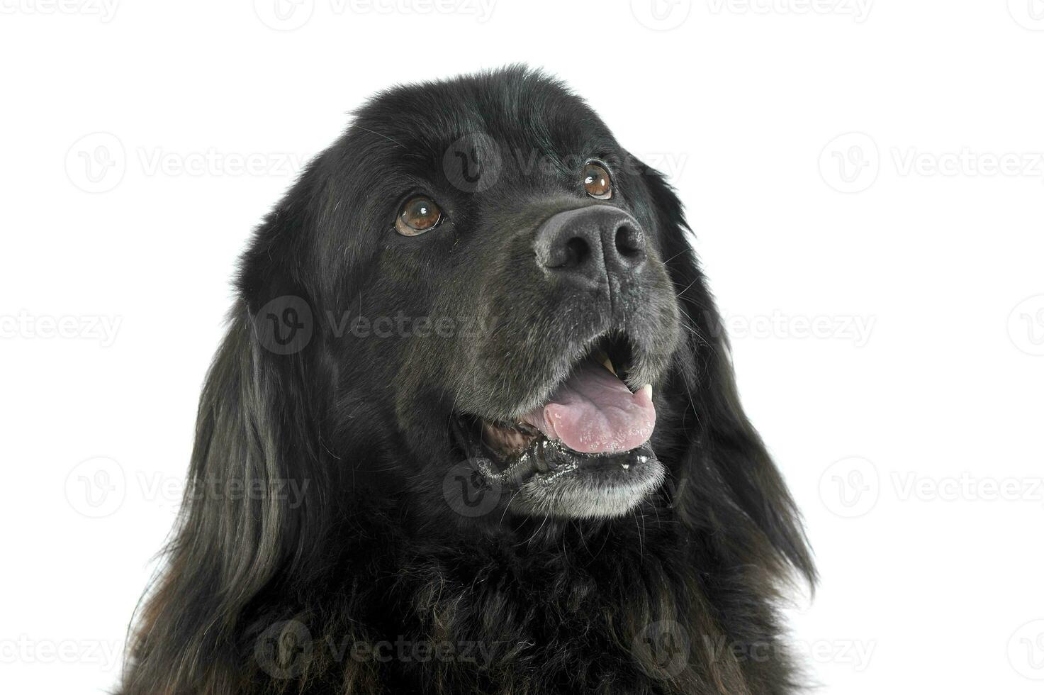 Portrait of an adorable Newfoundland looking up curiously photo