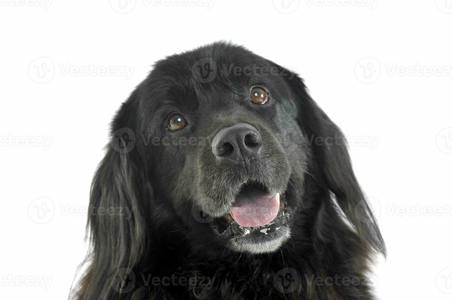 Portrait of an adorable Newfoundland looking curiously at the camera photo