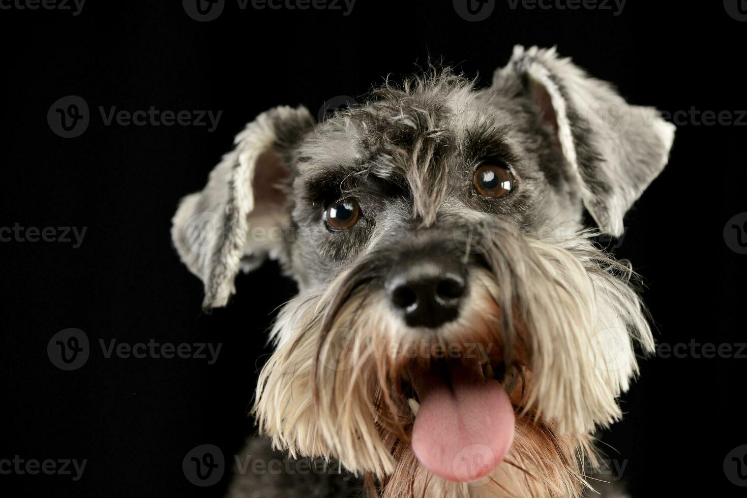 Portrait of an adorable miniature schnauzer photo