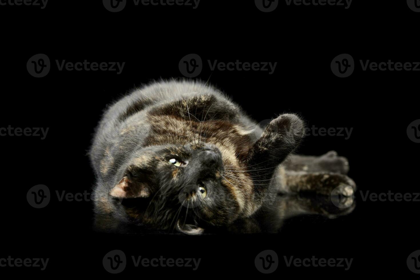 Studio shot of a domestic cat photo