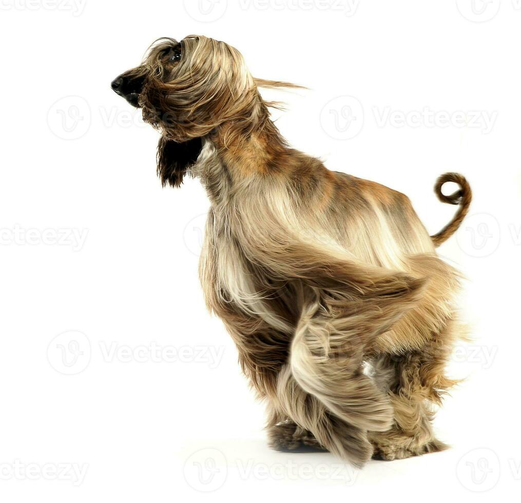 afghan hound dancing in the white studio photo