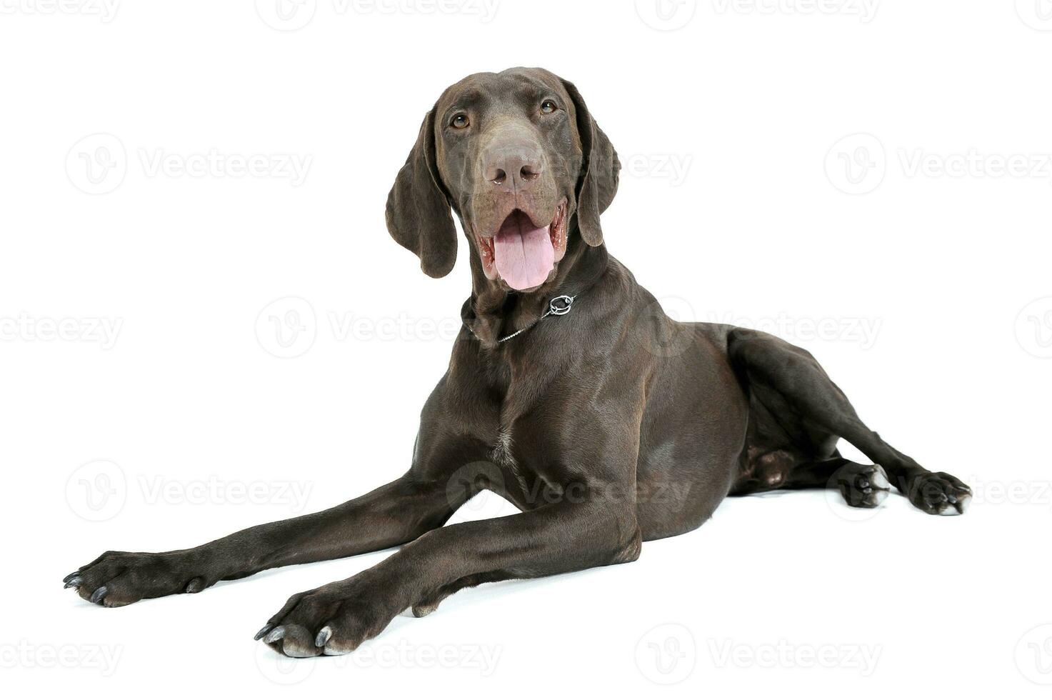 Studio shot of a lovely deutsch kurzhaar photo