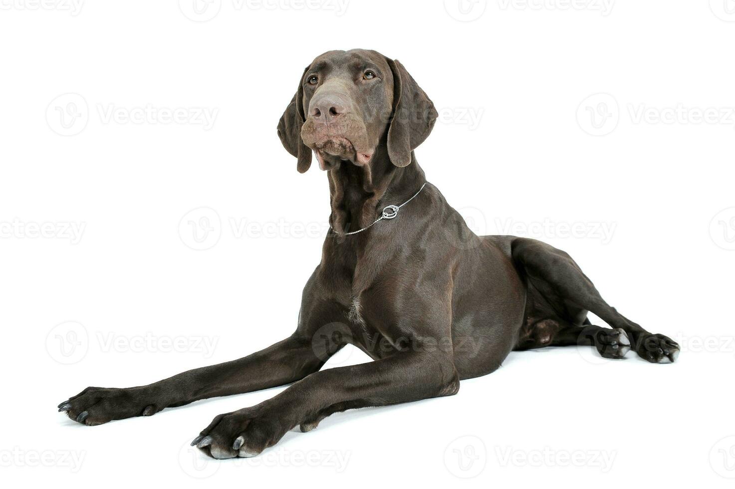 Studio shot of a lovely deutsch kurzhaar photo