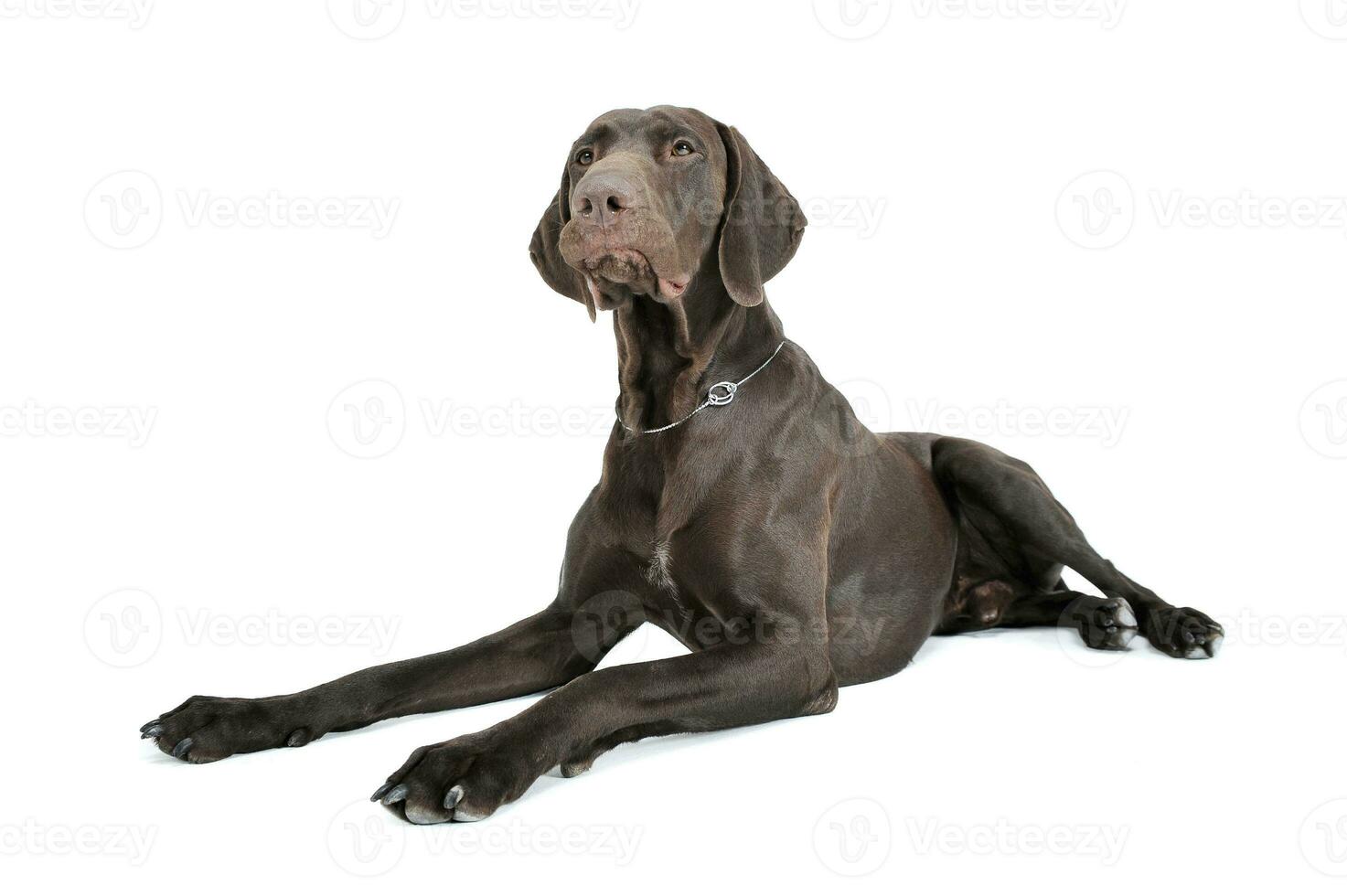Studio shot of a lovely deutsch kurzhaar photo