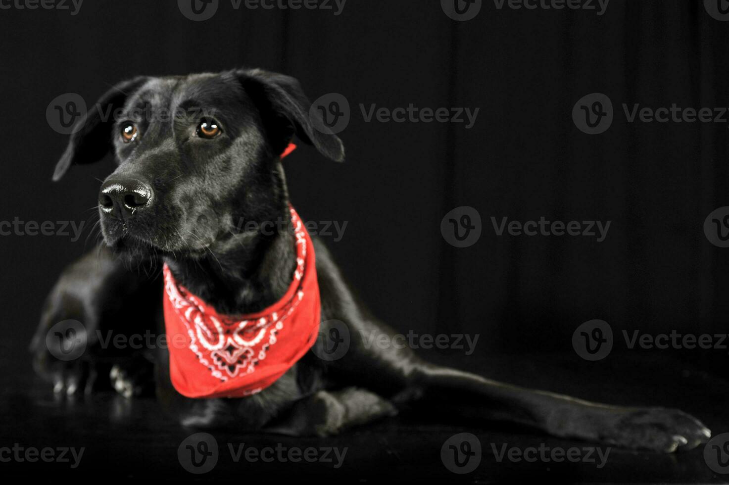 Mixed breed black dog in red scarf lying in a dark photostudio photo