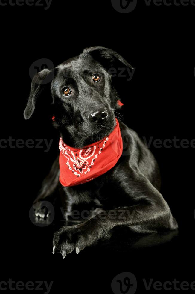 Studio shot of an adorable mixed breed dog photo