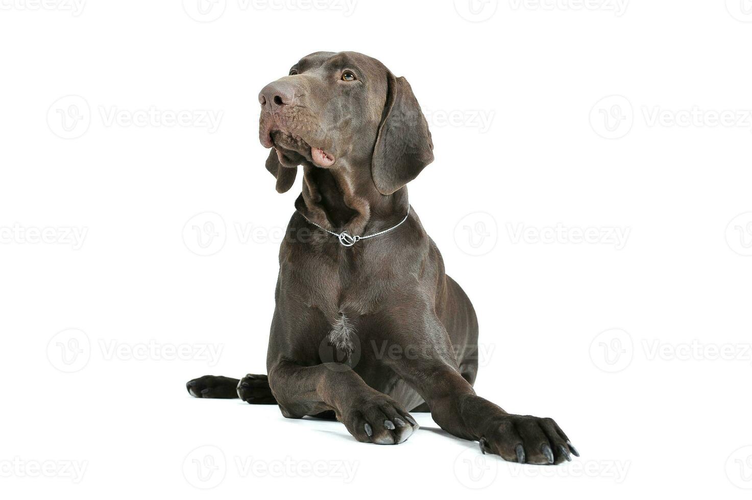 Studio shot of a lovely deutsch kurzhaar photo
